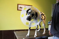 Dalmatien debout sur une table portant une collerette