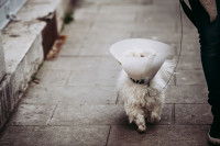 Petit chien se promenant avec une collerette