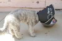 Chien qui mange avec une collerette