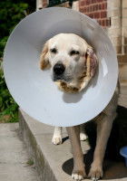 Labrador portant une collerette