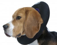 Chien portant un boudin gonflable en tissu autour du cou