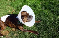 Chien couché sur une pelouse portant une collerette