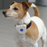 Le collier anti-aboiements à ultrasons