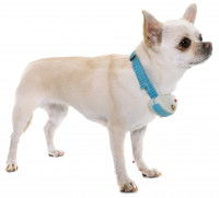 Comment bien utiliser un collier anti-aboiements