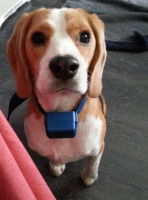 Le collier anti-aboiements avec enregistrement de la voix