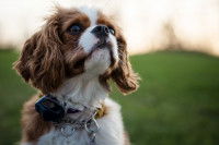 Punir un aboiement est incompréhensible pour le chien