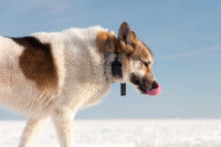 Le collier anti-aboiement ne résout pas le problème sous-jacent
