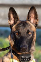 Les différents types de colliers anti-aboiement