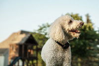 Le danger du collier anti-aboiement