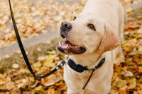 Qu'est-ce qu'un collier anti-aboiement ?