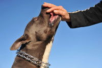 Un Amstaff avec un collier à pics autour du cou