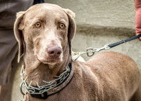 Un chien marron avec un collier à pointe