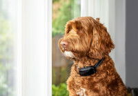 Un Labradoodle avec un collier de dressage regarde par la fenêtre