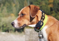 Le collier anti-aboiement pour chien