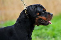 Un Rottweiler avec un collier étrangleur