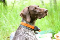 Un chien de chasse avec un collier de repérage dans un champ