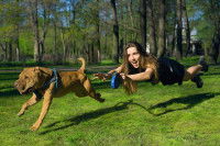 Une femme traînée en laisse par un gros chien dans une forêt