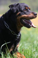 Le prix d'un collier étrangleur pour chien