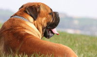 Une solution destinée principalement aux chiens de grande taille