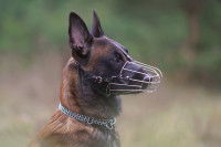 Un Berger Malinois avec une muselière grillagée