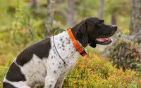 Un chien assis portant un collier GPS orange