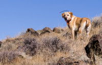 Chien sur une colline regardant en arrière