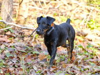 Chien portant un collier GPS en promenade dans les bois