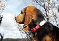 Un Beagle portant un martingale