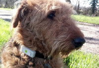 Un Airedale Terrier portant un collier GPS