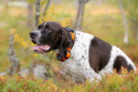 Un chien de chasse portant un collier GPS SportDog
