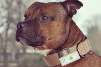 Pitbull portant un collier de traçage