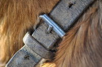 L’entretien d’un collier pour chien