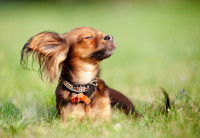 Un petit chien profite du soleil dans un jardin