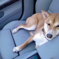 Les dangers de la voiture avec un chien