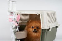 Le distributeur d’eau à accrocher ou suspendre