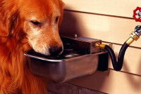 L’abreuvoir automatique d’extérieur