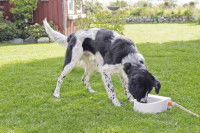 L’environnement de l’animal