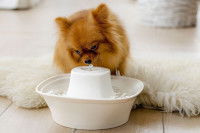 Comment habituer son chien au distributeur ou à la fontaine d’eau ?