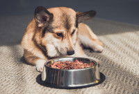 Un chien Corgi assis devant une gamelle remplie de croquettes