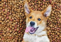 Un chien Corgi gourmand sur un tas de croquettes