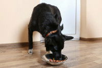 Un chien noir mange des croquettes dans sa gamelle