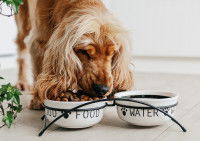 Un chien Cocker mange dans une gamelle double