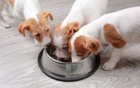 Trois petits Jack Russell mangent dans une même gamelle
