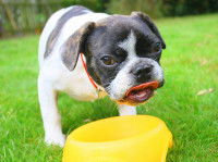 La gamelle en plastique