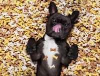 La gamelle anti-glouton