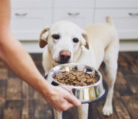 Où faut-il mettre la gamelle de son chien ?