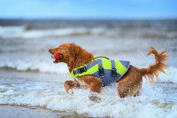 Un gros chien avec un gilet de sauvetage jaune fluo sort de l'eau
