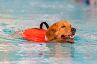 Un Labrador avec un gilet de sauvetage orange se baigne dans une piscine