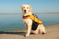 Un Golden Retriever avec un gilet de sauvetage est assis au bord de la mer