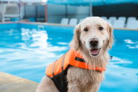 Un chien Labrador avec un gilet de sauvetage au bord d'une piscine